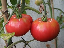 Afbeeldingsresultaat voor caspian pink tomato