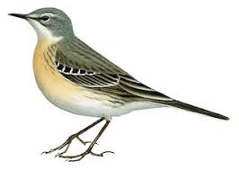 Image result for Anthus spinoletta