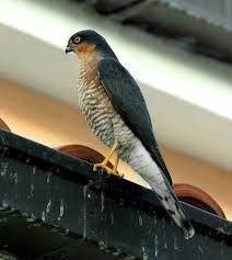 Attēlu rezultāti vaicājumam “Accipiter nisus”