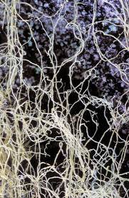 Attēlu rezultāti vaicājumam “Ramalina thrausta”