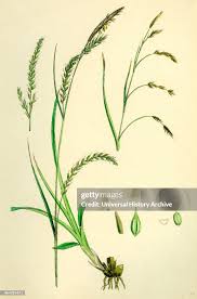 Attēlu rezultāti vaicājumam “Carex sylvatica”