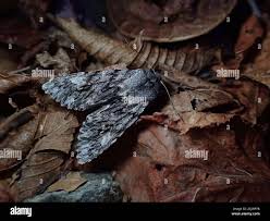 Attēlu rezultāti vaicājumam “Brachionycha nubeculosa”