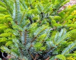 Attēlu rezultāti vaicājumam “Picea abies fo. virgata fruit”