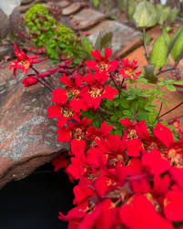 Image result for Ildblomkarse