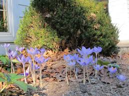 Attēlu rezultāti vaicājumam “Crocus speciosus”