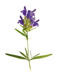 Attēlu rezultāti vaicājumam “Dracocephalum ruyschiana leaf”