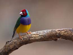 Image result for Bird