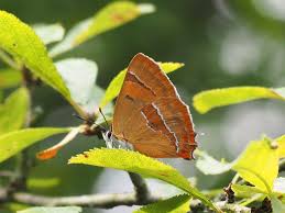 Attēlu rezultāti vaicājumam “Thecla betulae”