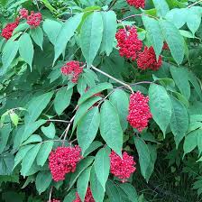 Attēlu rezultāti vaicājumam “Sambucus racemosa fruit”