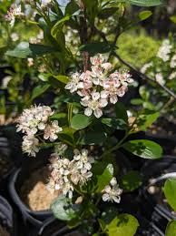Attēlu rezultāti vaicājumam “Aronia melanocarpa flower”