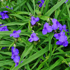 Attēlu rezultāti vaicājumam “Tradescantia virginiana flower”