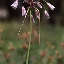 Attēlu rezultāti vaicājumam “Allium oleraceum flower”