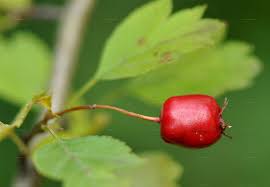 Attēlu rezultāti vaicājumam “Crataegus macracantha fruit”