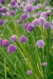 Attēlu rezultāti vaicājumam “Allium schoenoprasum flower”