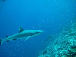 Image result for Carcharhinus albimarginatus