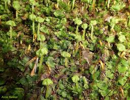 Attēlu rezultāti vaicājumam “Dicranodontium denudatum”