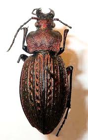 Attēlu rezultāti vaicājumam “Carabus cancellatus”