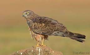 Attēlu rezultāti vaicājumam “Circus pygargus”