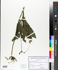 Image result for Knautia dipsacifolia