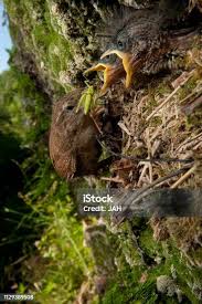 Attēlu rezultāti vaicājumam “Troglodytes troglodytes nest”