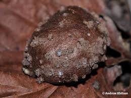Attēlu rezultāti vaicājumam “Reticularia sp.”