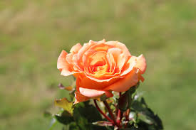 Image result for Rosengewächse