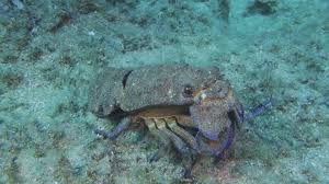 Image result for Scyllarides latus