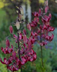 Attēlu rezultāti vaicājumam “Lilium martagon leaf”