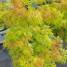 Attēlu rezultāti vaicājumam “Sambucus racemosa”