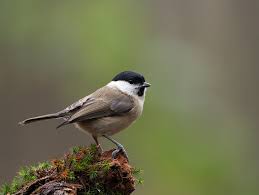 Attēlu rezultāti vaicājumam “Poecile palustris”