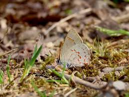 Attēlu rezultāti vaicājumam “Epirranthis diversata imago”