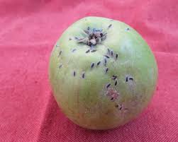 Attēlu rezultāti vaicājumam “Lepidosaphes ulmi”