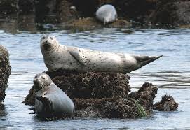 Image result for Phoca vitulina