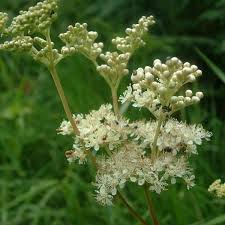 Attēlu rezultāti vaicājumam “Filipendula ulmaria  flower”