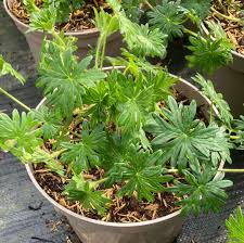 Attēlu rezultāti vaicājumam “Geranium sanguineum leaf”