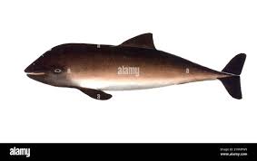 Image result for Phocoena phocoena