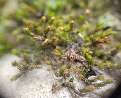Attēlu rezultāti vaicājumam “Hedwigia ciliata sporophyte”