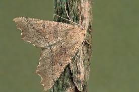 Attēlu rezultāti vaicājumam “Odontopera bidentata”