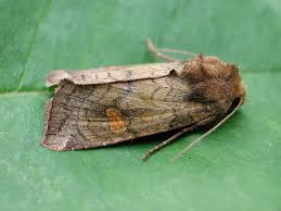 Attēlu rezultāti vaicājumam “Amphipoea”