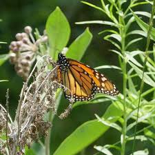 Image result for monarch caterpillar
