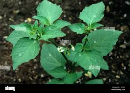 Attēlu rezultāti vaicājumam “Solanum nigrum leaf”