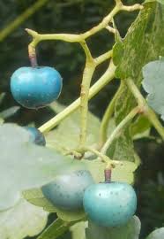 Attēlu rezultāti vaicājumam “Ampelopsis glandulosa var. brevipedunculata”