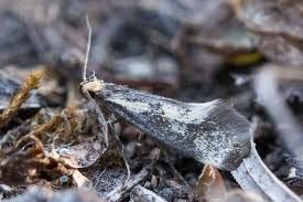 Attēlu rezultāti vaicājumam “Denisia similella”