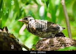 Attēlu rezultāti vaicājumam “Turdus pilaris juvenile”
