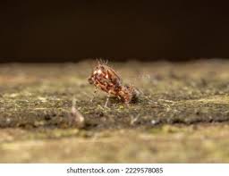 Attēlu rezultāti vaicājumam “Symphypleona”