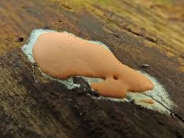 Attēlu rezultāti vaicājumam “Dictydiaethalium plumbeum”