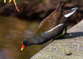 Attēlu rezultāti vaicājumam “Gallinula chloropus”