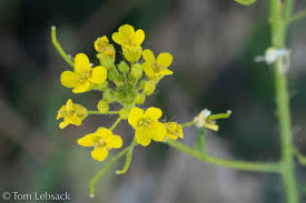 Attēlu rezultāti vaicājumam “Sisymbrium loeselii”