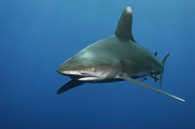 Image result for Carcharhinus longimanus