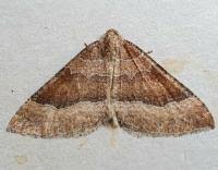 Attēlu rezultāti vaicājumam “Larentia clavaria”